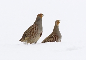 Pair Grey Partridge In The Snow (www.davidmasonimages.com)