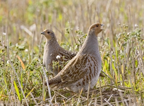 Pair Of Grey Partridges www.davidmasonimages.com