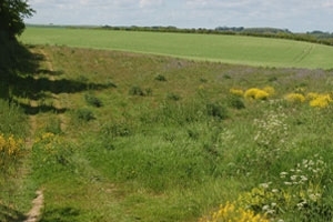 Field corner