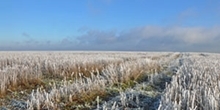 Winter stubble
