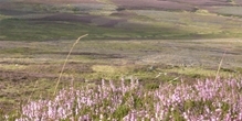 Biodiversity and conservation on grouse moors