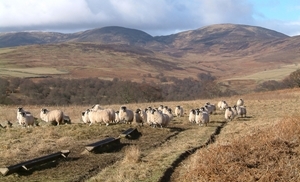 Sheep