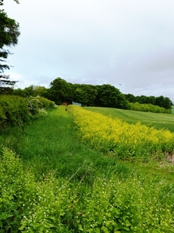 Whitburgh