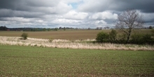 Whitburgh Farm Grey Partridge Recovery Project