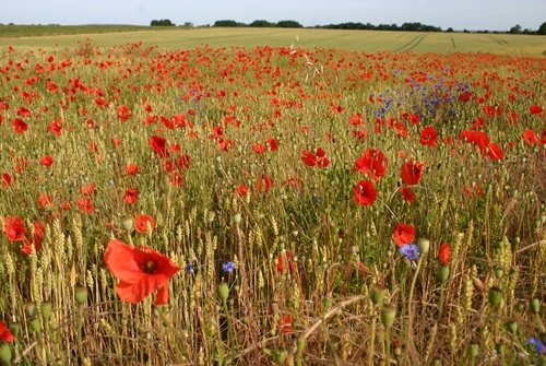 Conservation Headland Poppies And Cornflowers