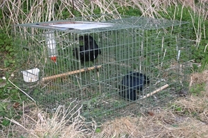 Larsen trap