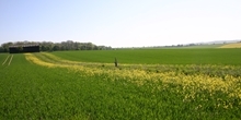 Uncropped cultivated margins for rare plants