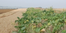 Reduced herbicide cereal crops followed by overwintered stubble
