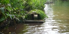 Mink control