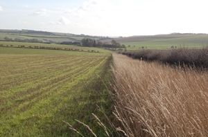 Stubble grass