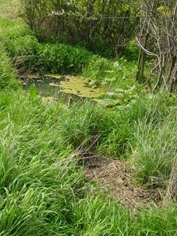 Allerton ponds