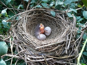 Yellowhammer nest