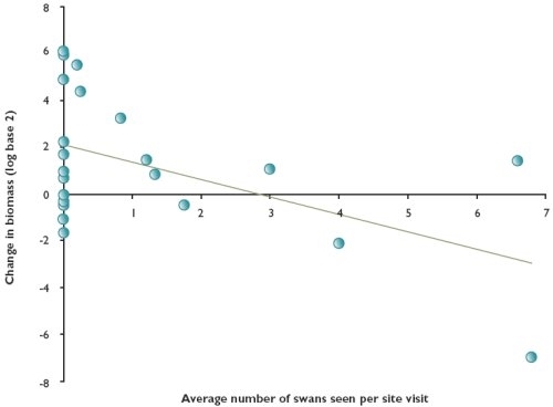 Relationship between Ranunculus growth and number of swans at two sites between July and the end of September