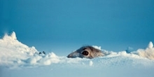 Mountain hare