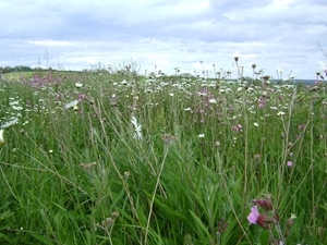 Allerton