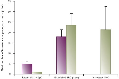 Number of canopy invertebrates found per metre square in recent SRC, established SRC and SRC harvested in the previous year