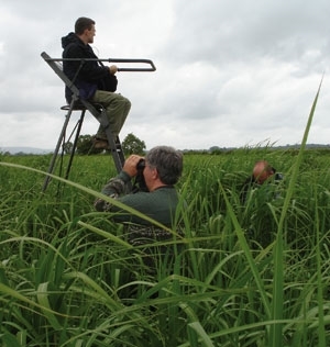 Miscanthus counting