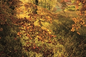 Last year’s winner of the 16-and-under category was Christopher Page’s woodland scene