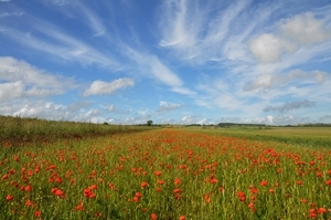 Sussex