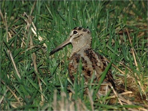 Woodcock Stubble