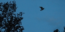 Improved woodcock population monitoring shows concerning declines