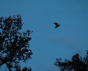 Roding Woodcock