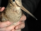 Smith & Williamson supports our woodcock research