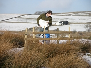 Filling Up Hoppers For Grey Partridges In The Uplands