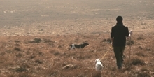Can complex long-term data help to identify what influences red grouse numbers?