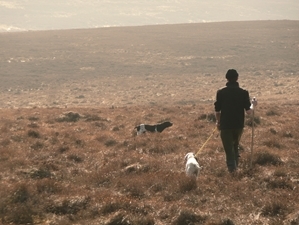 Counting with dogs
