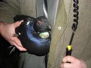 Moving black grouse