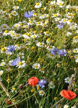 Arable flowers