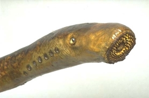 Lampreys