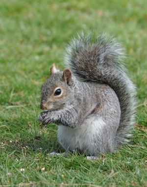 The grey squirrel