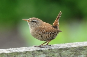 The wren