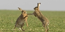 Brown hare