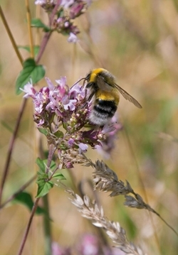 Bumblebee (www.davidmasonimages.com)