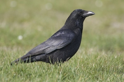 Carrion Crow2 www.davidmasonimages.com