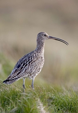 Eurasian curlew (www.davidmasonimages.com)