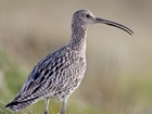 Pledge your support to curlew festival