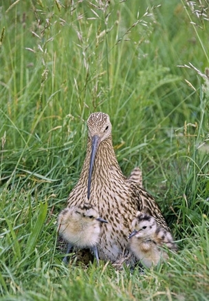 Common Curlew And Chicks www.davidmasonimages.com