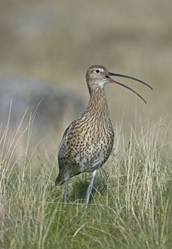 Common Curlew www.davidmasonimages.com