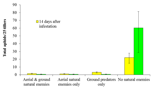 Aphid abundance in the presence of different guilds of predators