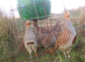 Grey partridges at a feeder