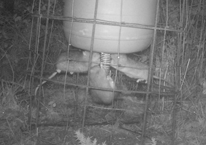 Rats accessing a winter feeder