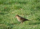 The Big Farmland Bird Count is back, back, back!
