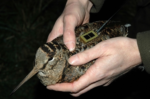 Woodcock with a satellite transmitter