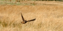 Woodcock for schools