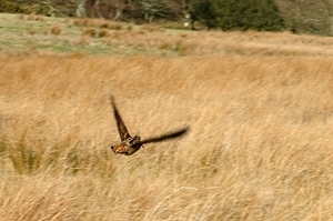 Woodcock with tracking tag attached