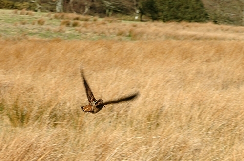 Satellite-tagged woodcock in flight